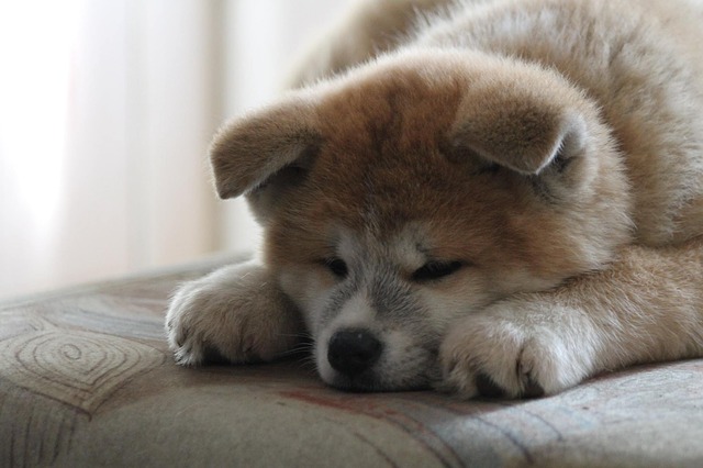 spící akita